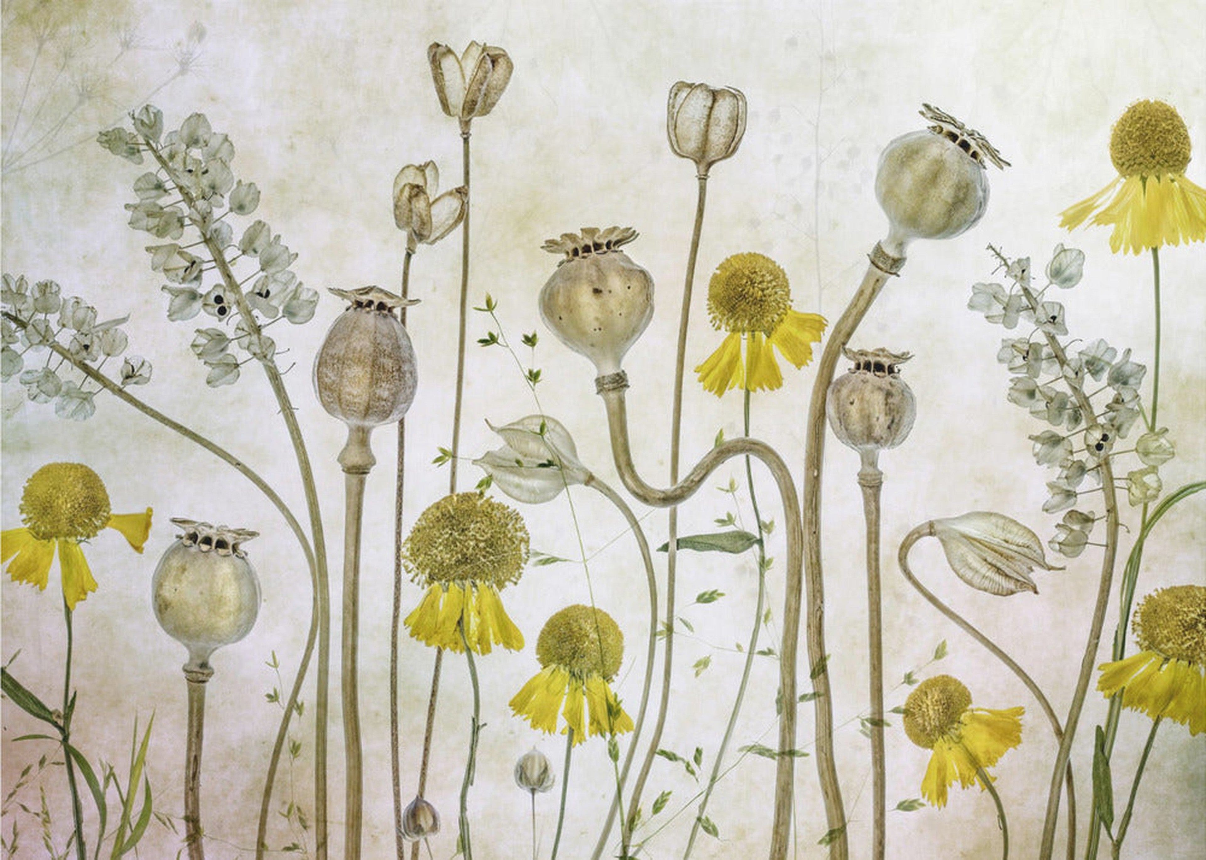 Poppies and Helenium