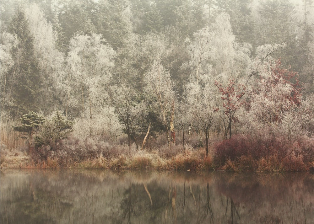 Winter Frost Reflections