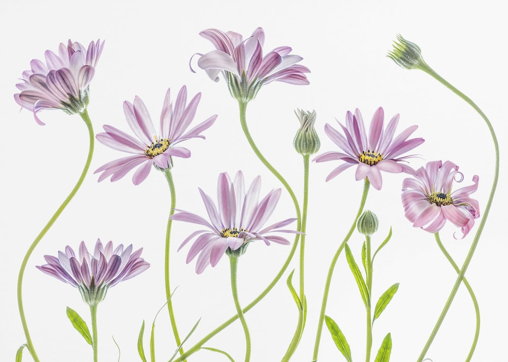 Cape Daisies