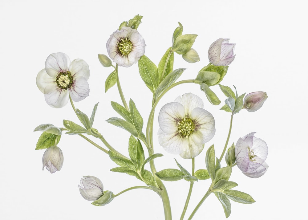 Hellebore