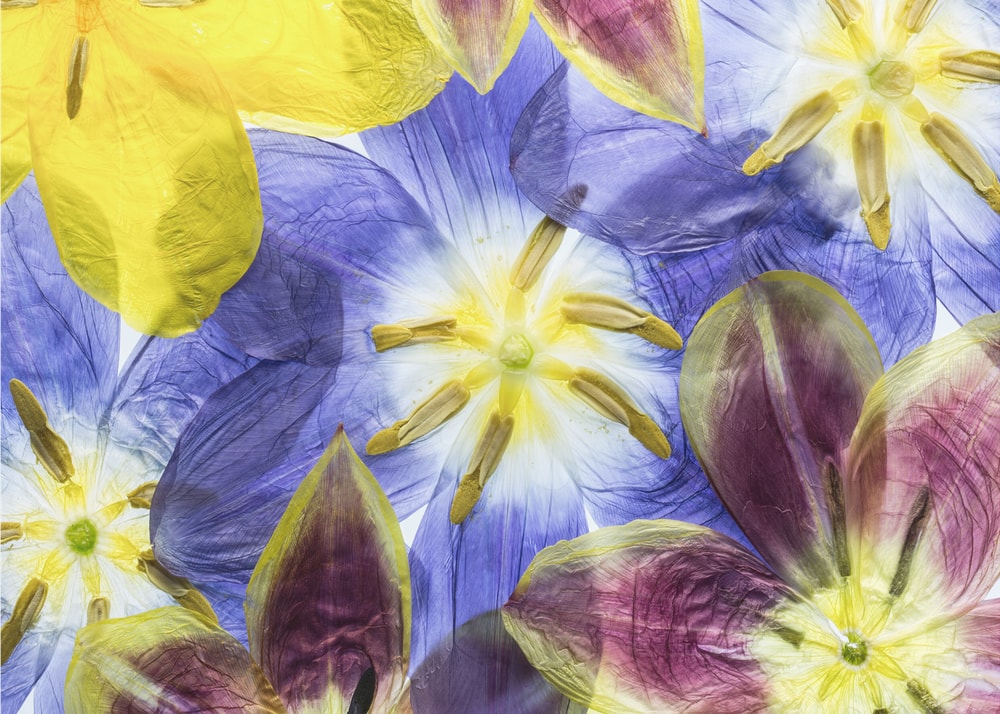 Tulips