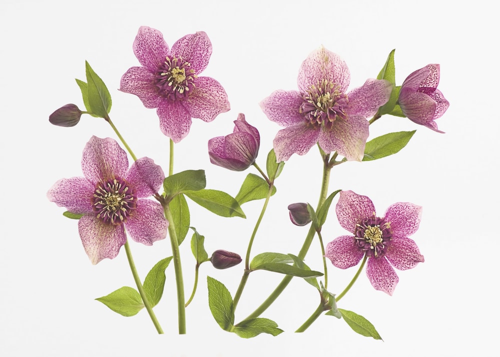 Pink Hellebore Blooms