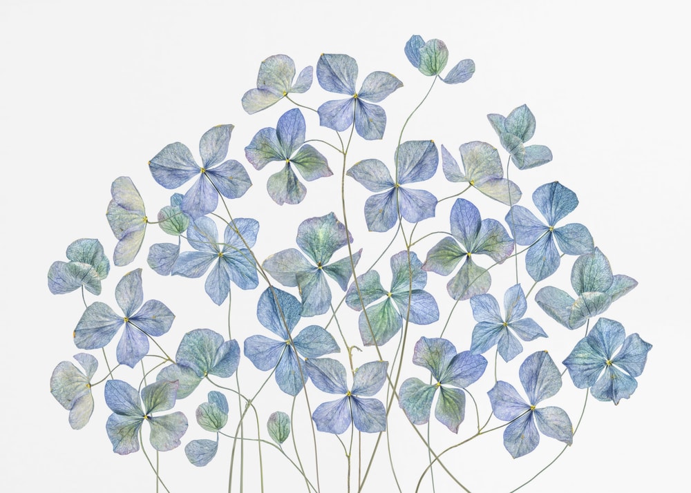Hydrangea