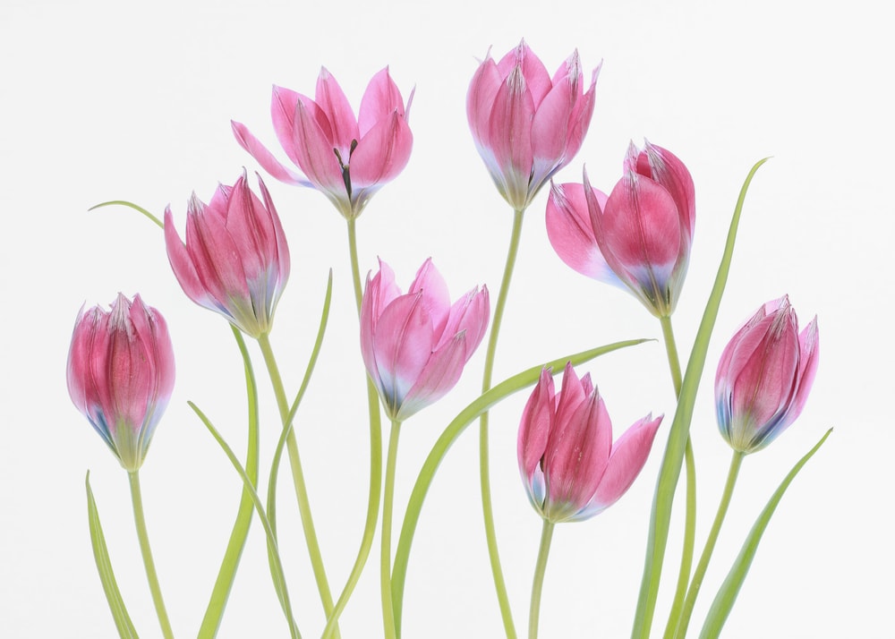Tulip blush