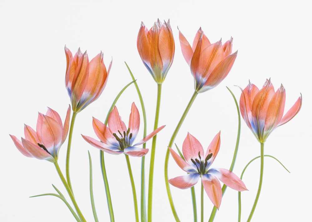Apricot Tulips