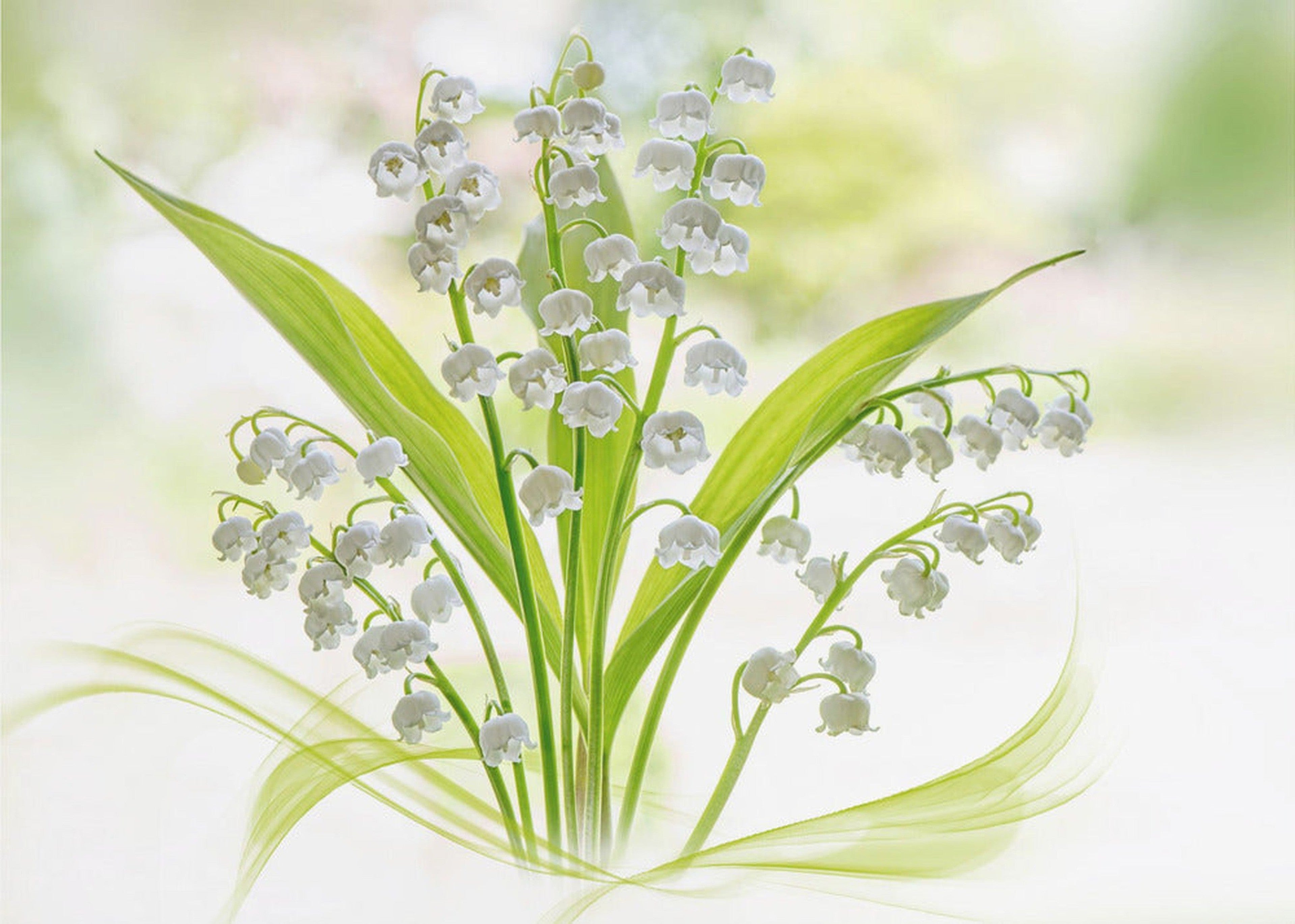 Lily of the valley