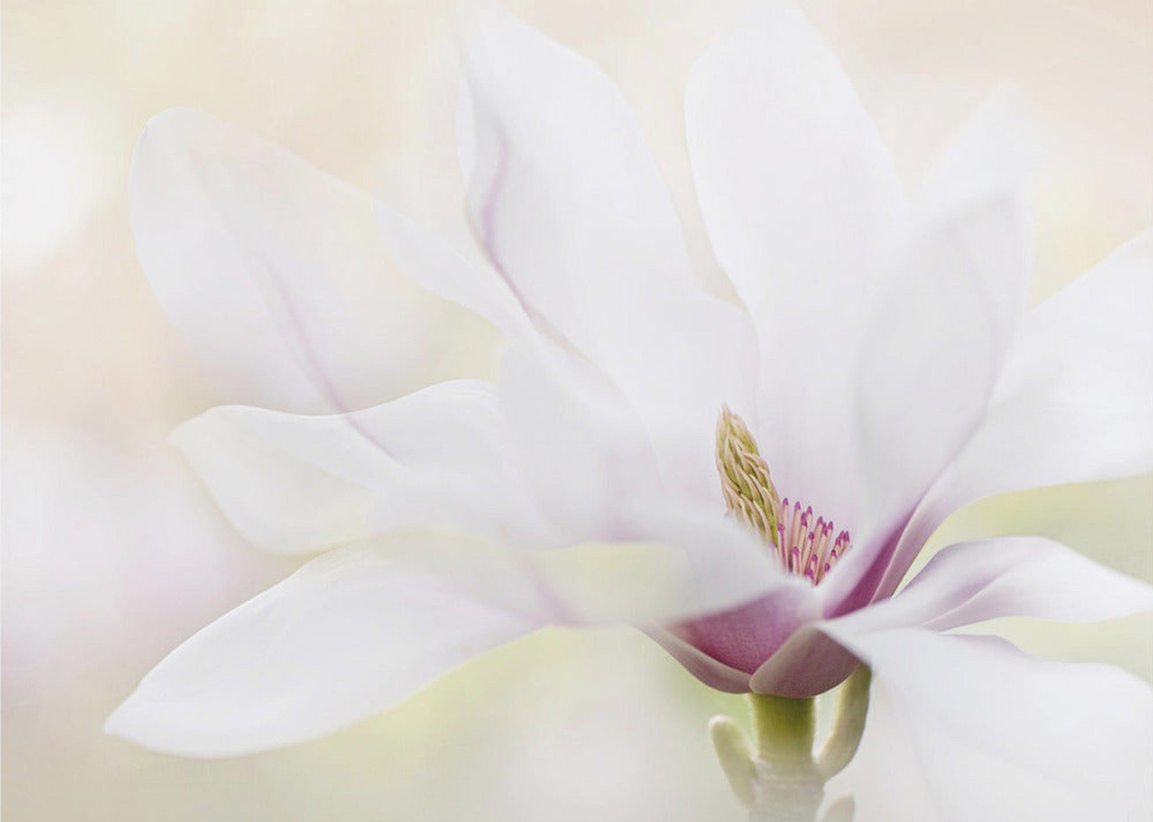 Purity