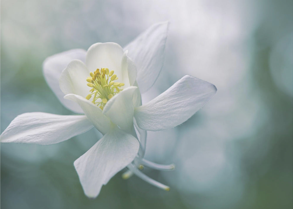 Purity