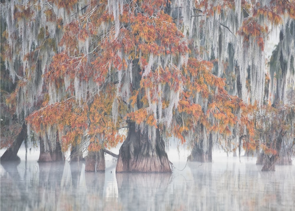 Autumn Cypress Swamp
