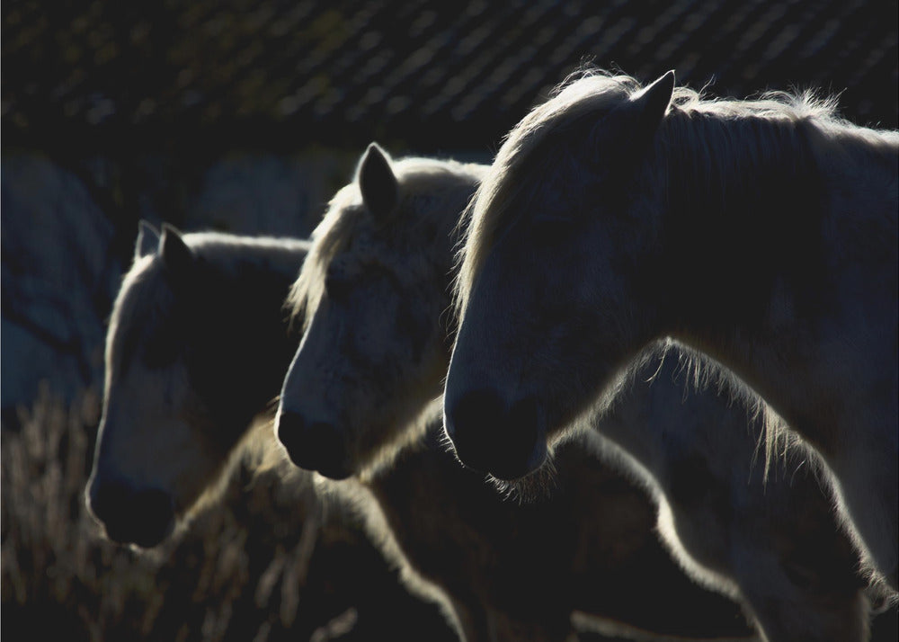 Horses (colored version) - Minimalistisk hästtapet