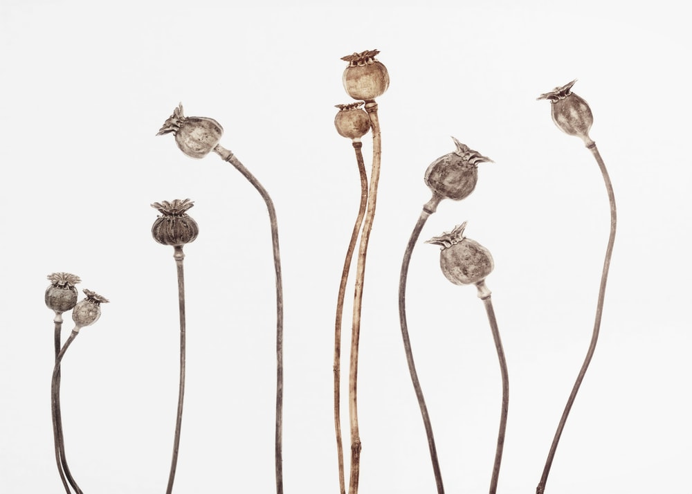 Minimalist Poppy Pods