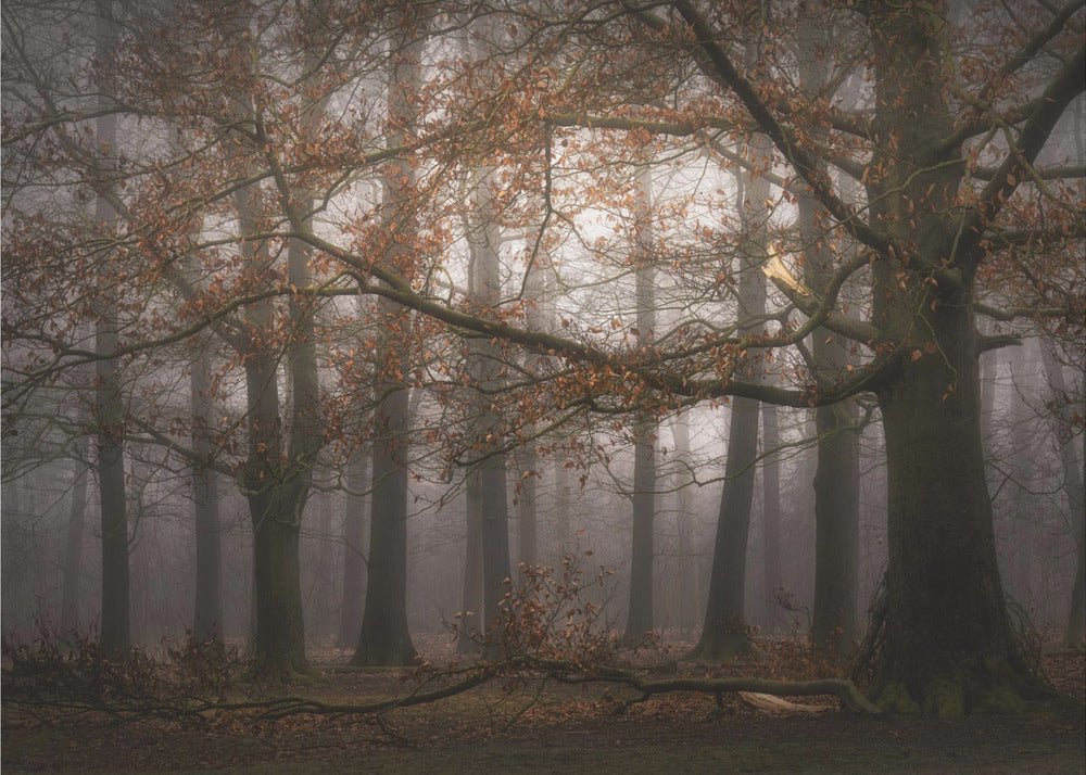 Foggy memory of the past