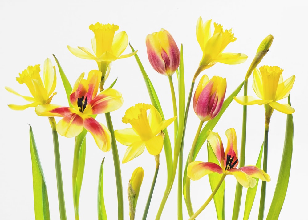 Cheerful Spring Flowers
