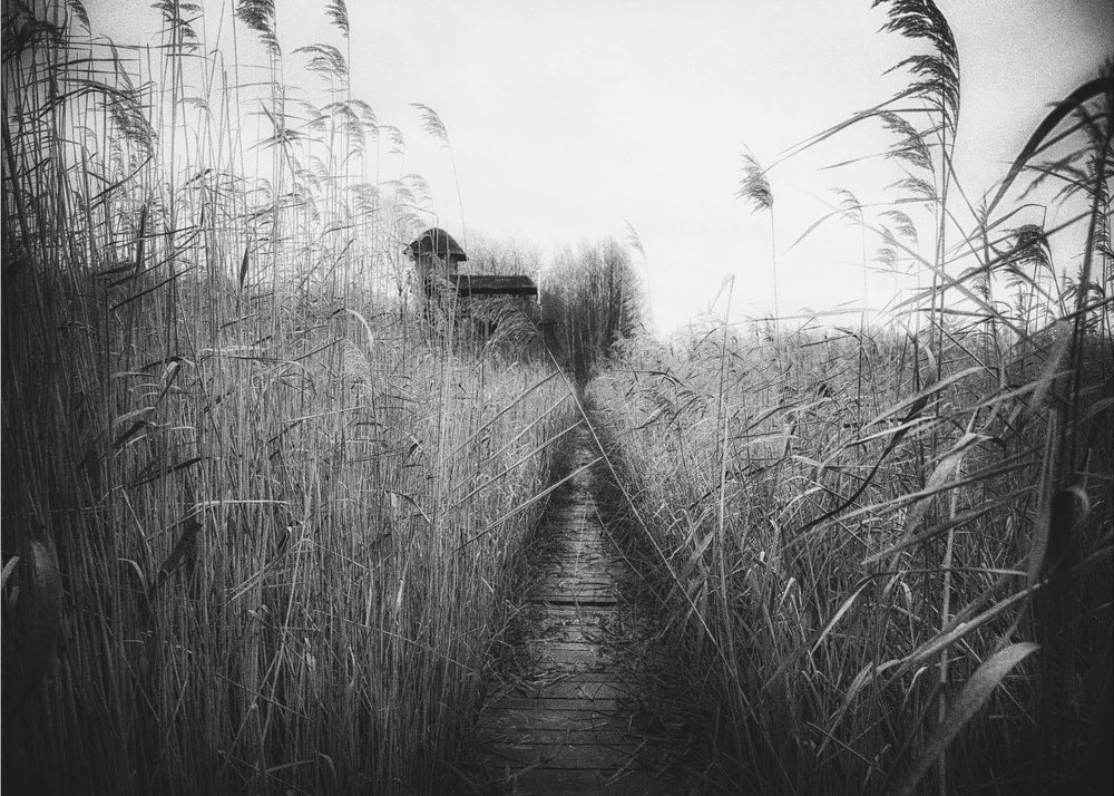 Mysterious Reed Pathway