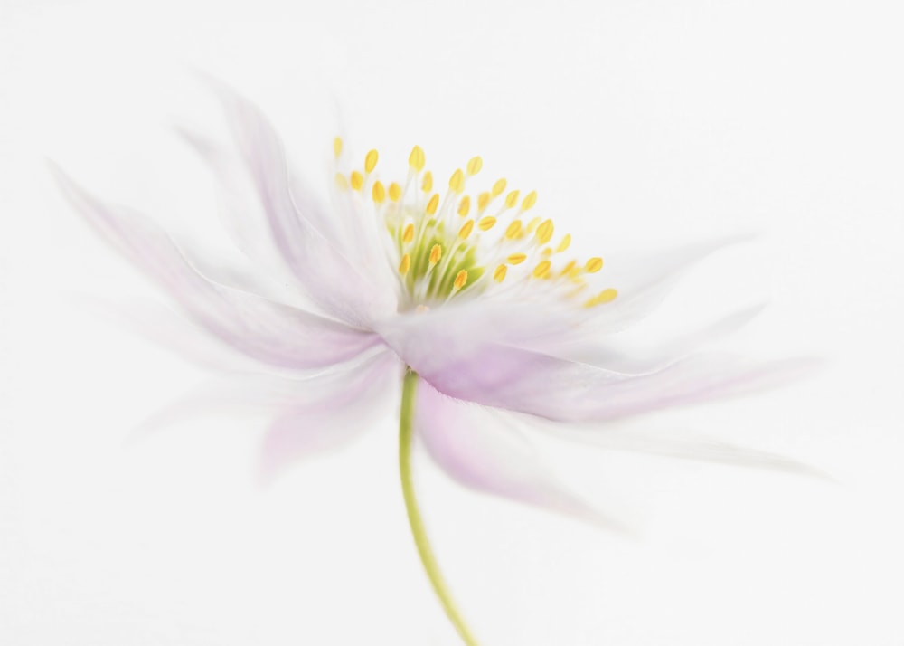 Nemorosa