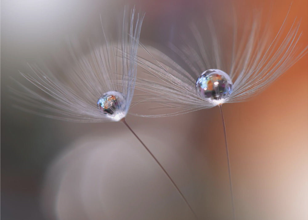 Immortal Love - Fototapet med daggdroppe i frökorg