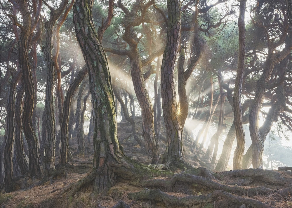 Misty Forest Sunbeams