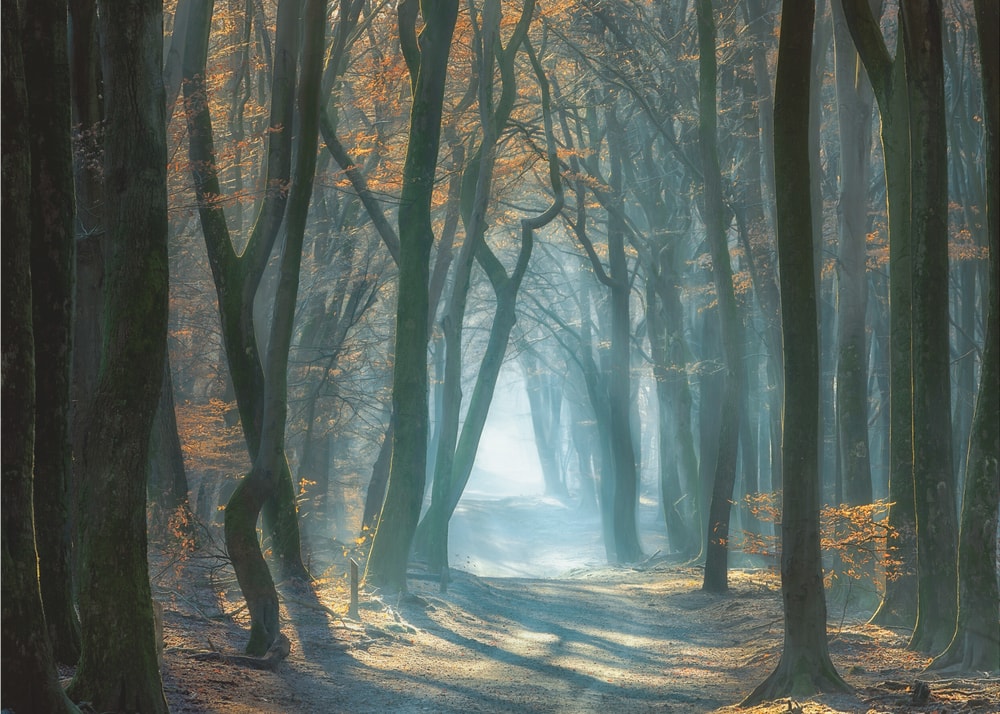 Sunlit Misty Forest Path