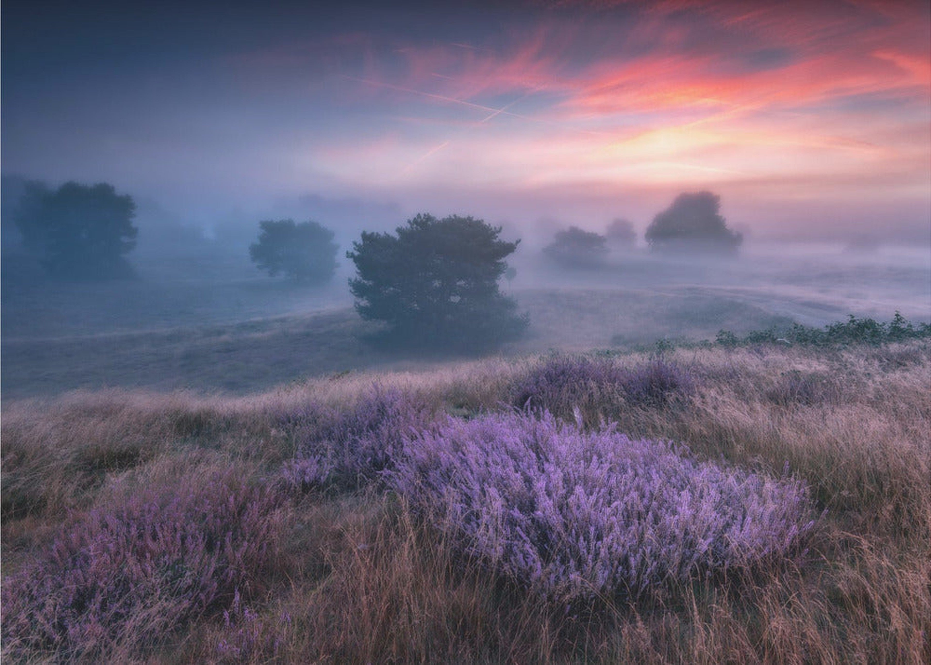 "the colors of heather"