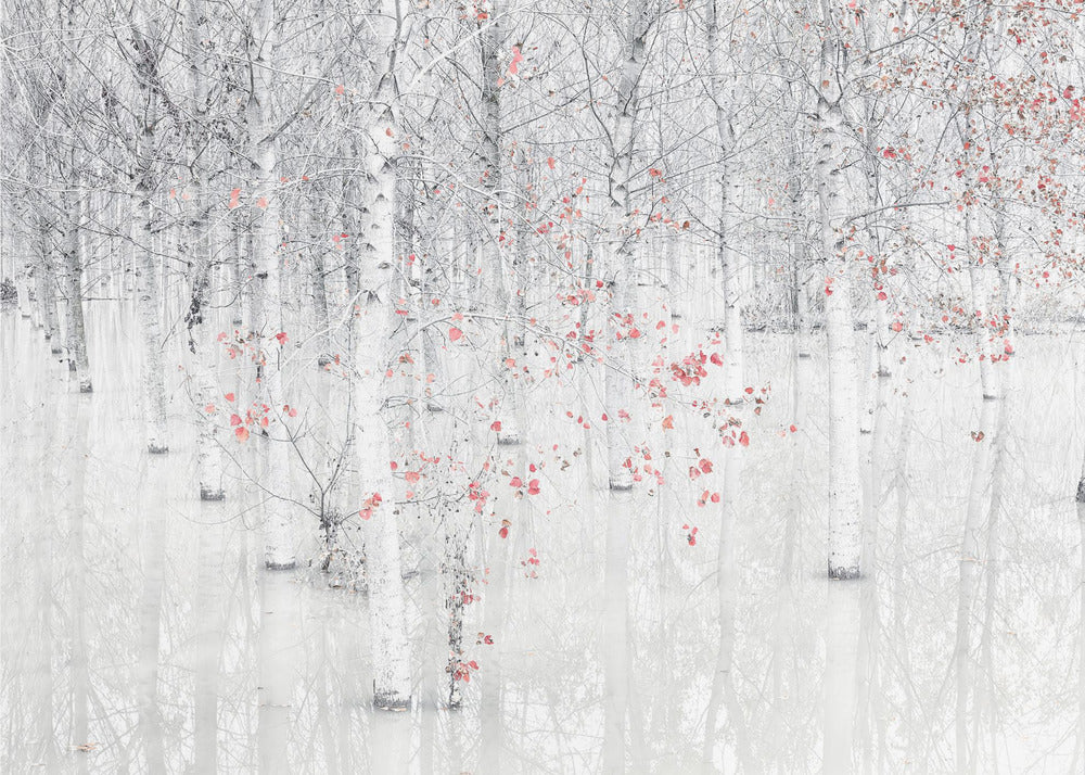 Red & white
