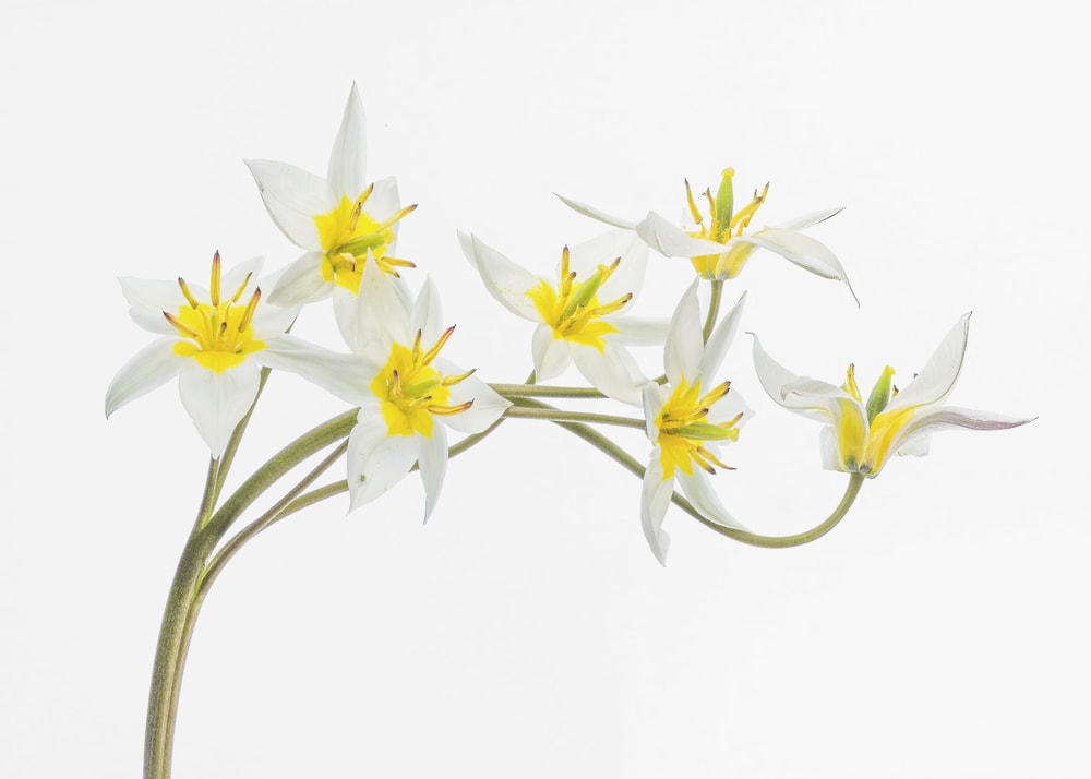 Tulipa Tarda
