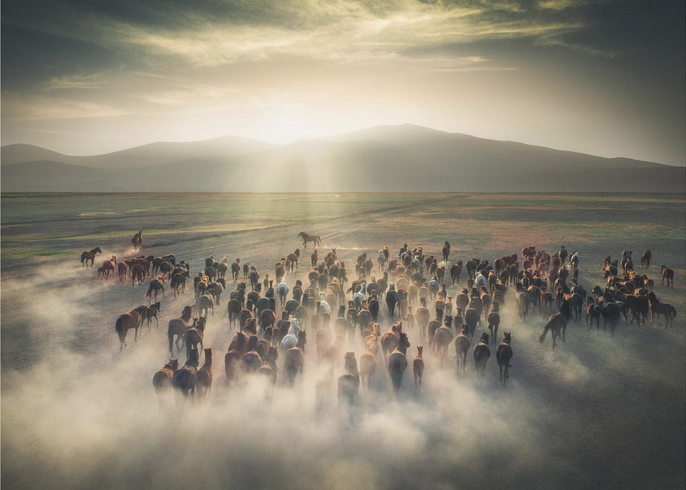 Wild Horses - Vilda hästar fototapet