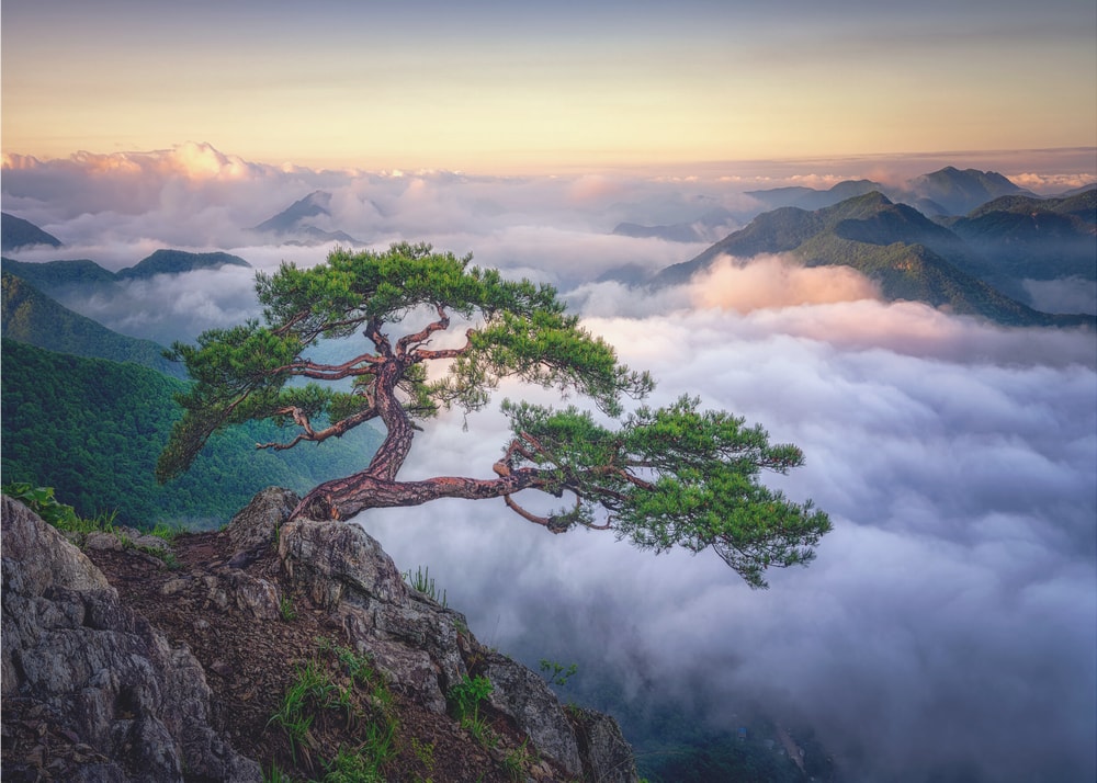 Ancient Tree Mountain Sunrise