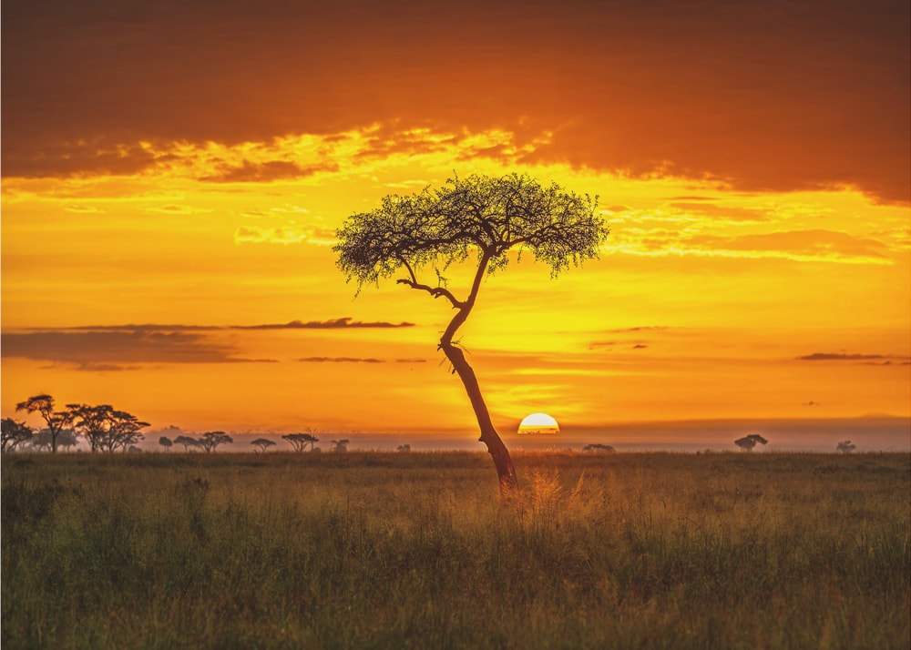 Golden African Sunset