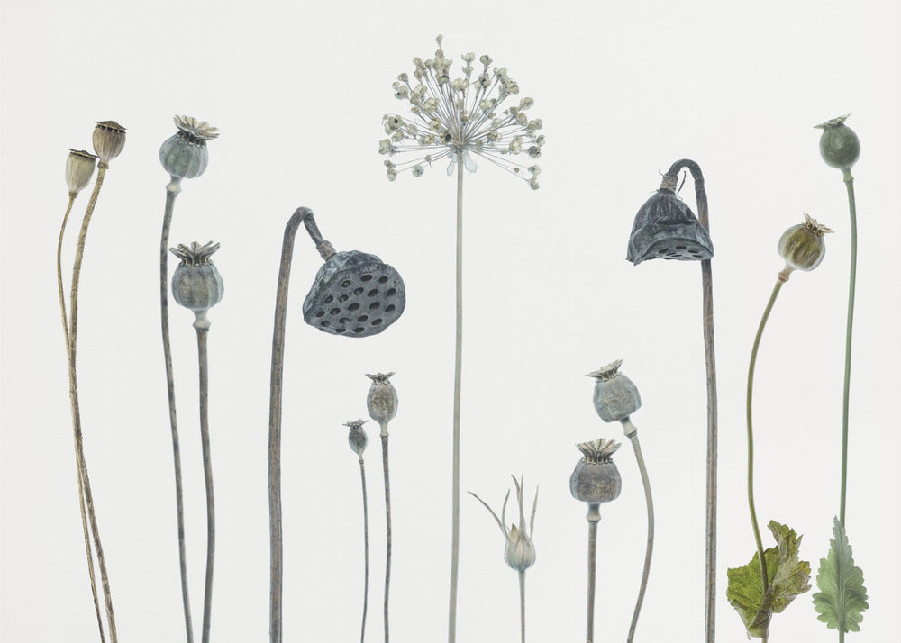 Seed heads