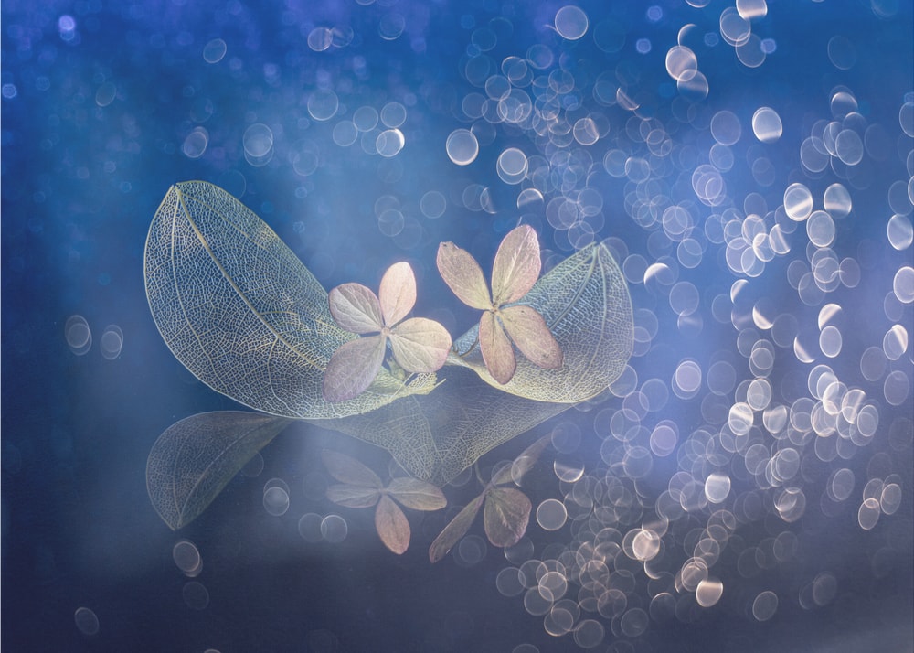 Ethereal Blue Leaves