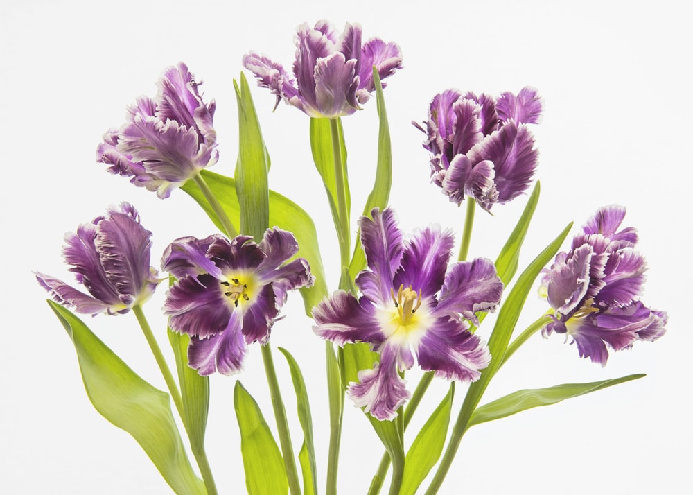 Vibrant Purple Tulips