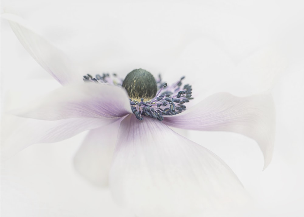 Delicate White Anemone