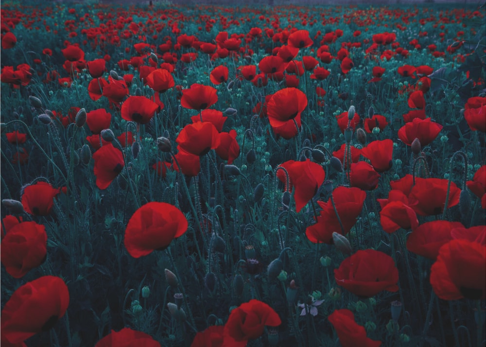 Moody Poppy Field