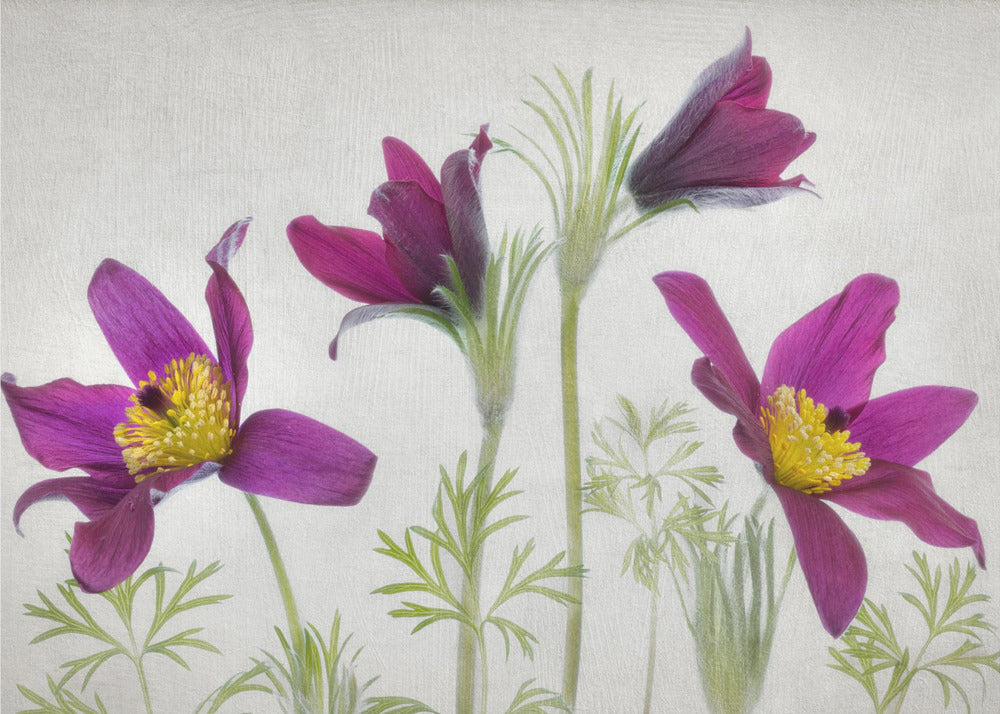 Pulsatilla