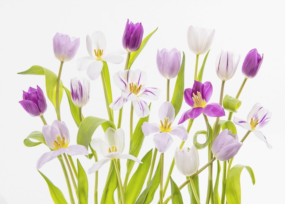 Vibrant Spring Tulips