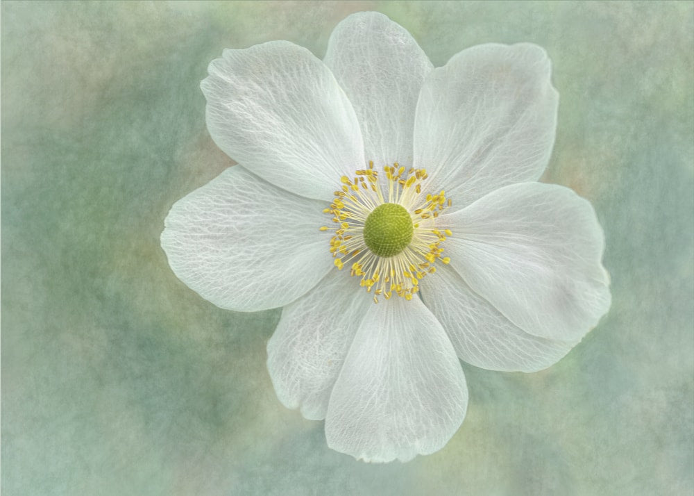 Serene White Flower