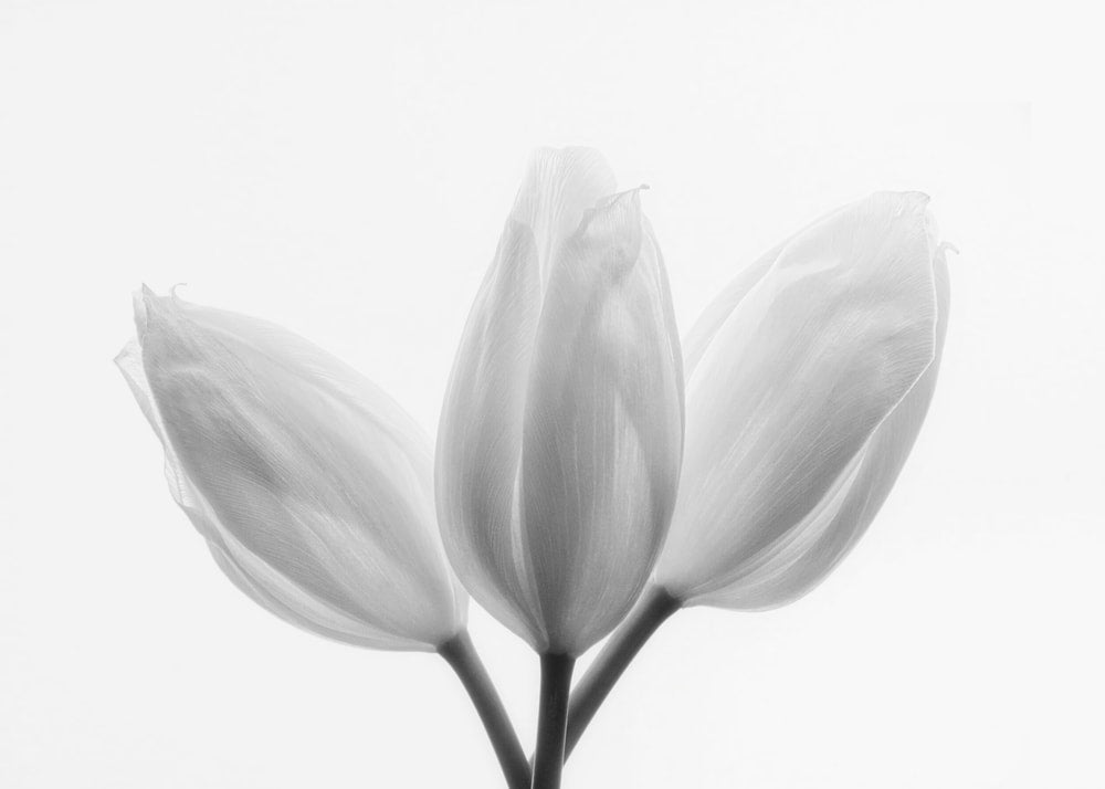 Soft White Tulips