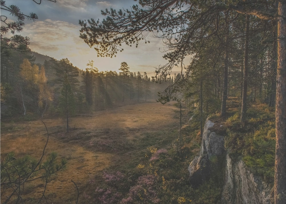 Misty Forest Morning Light