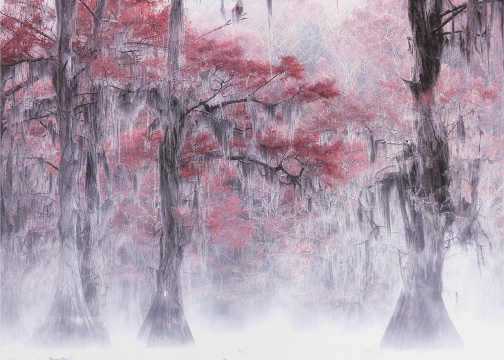 Foggy & Fall Foliage at Caddo Lake
