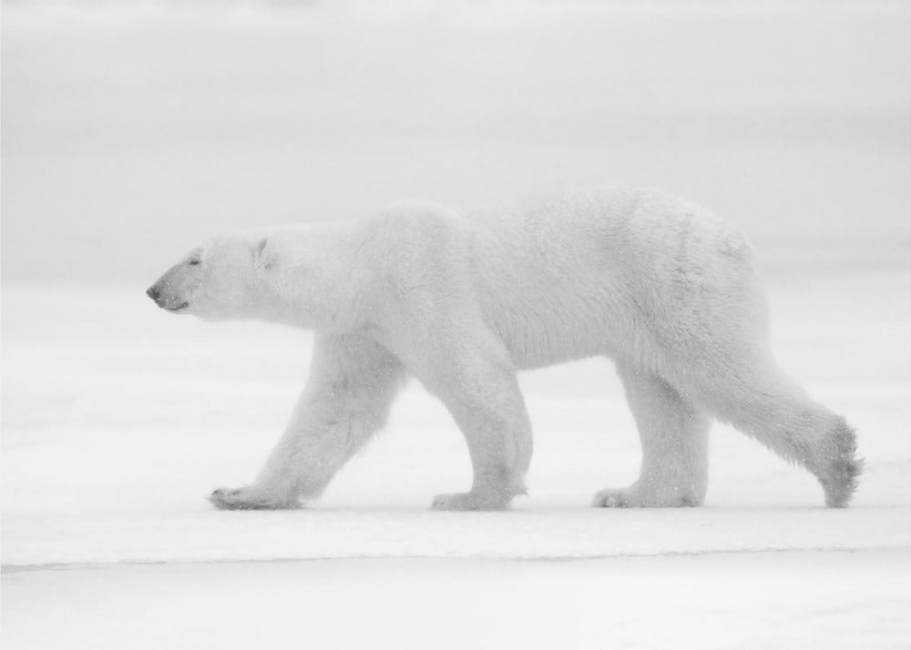 Just white