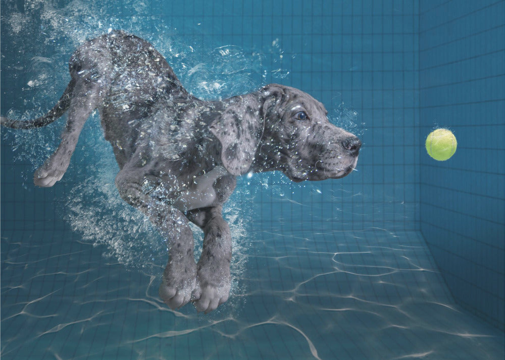 SplashDog