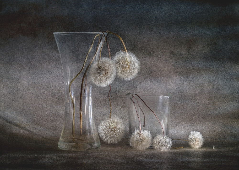 Fading Dandelion Seeds