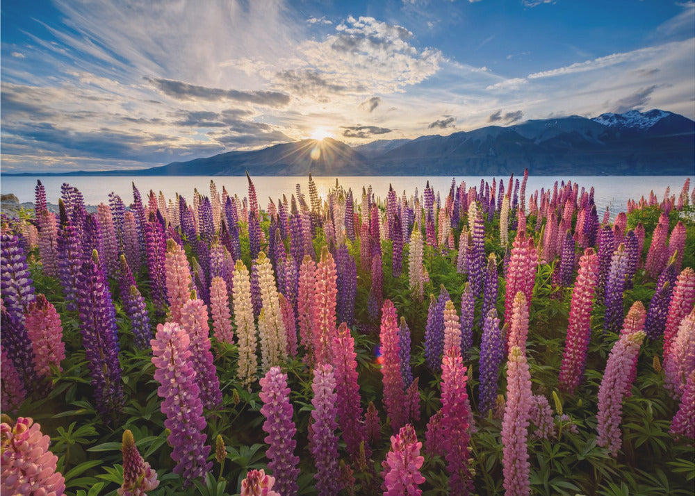 Lupins lakeside