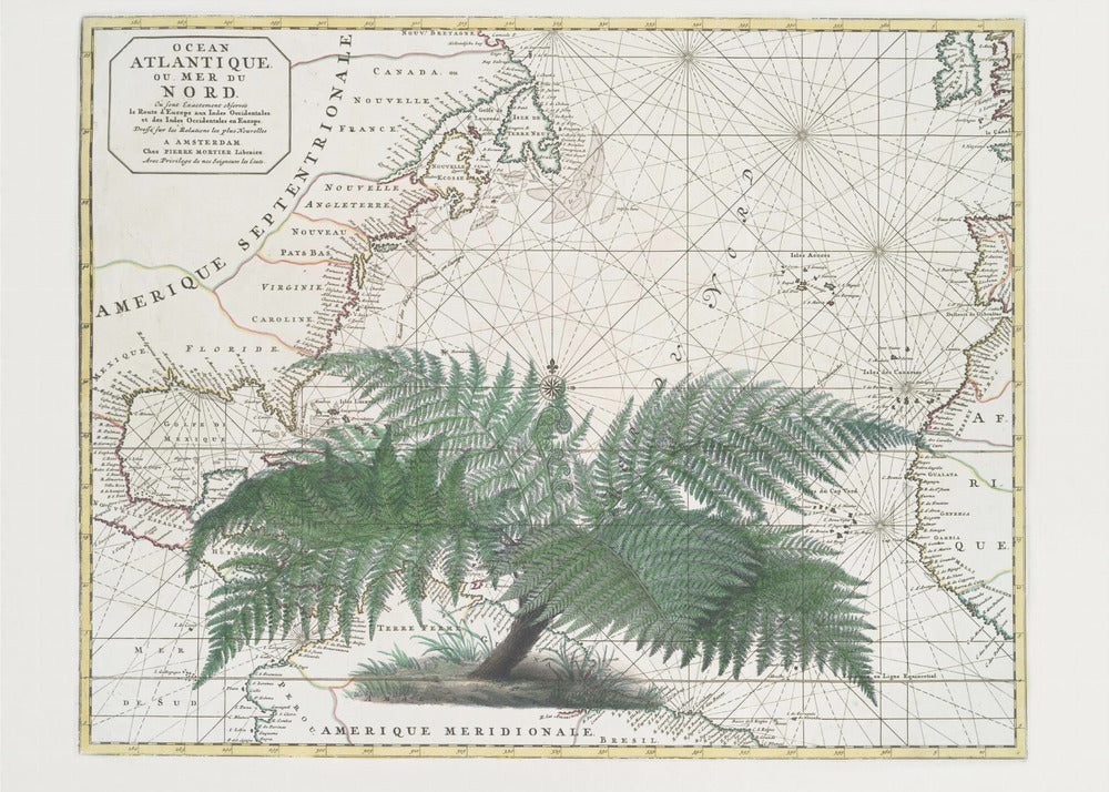 Tropical Empire No4