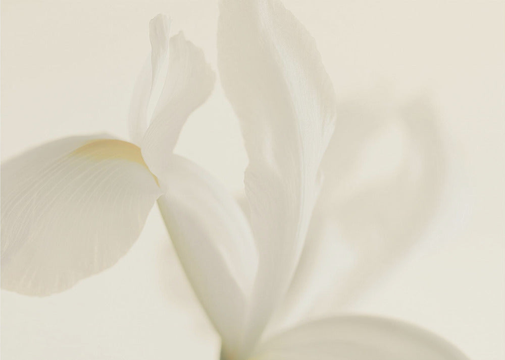 White Iris Flower Close Up