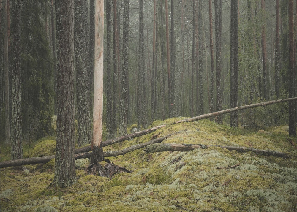 Serene Forest Landscape