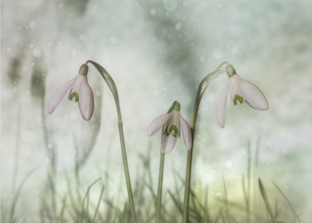 Soft White Snowdrops