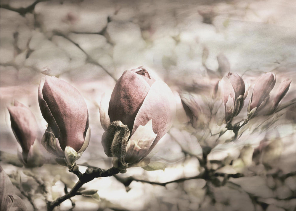 Magnolia spring - Skandinavisk elegans