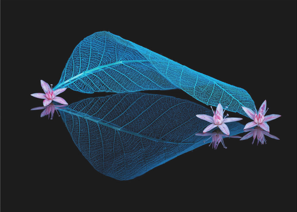 Little flowers – Minimalistisk fototapet med små blommor i blå toner