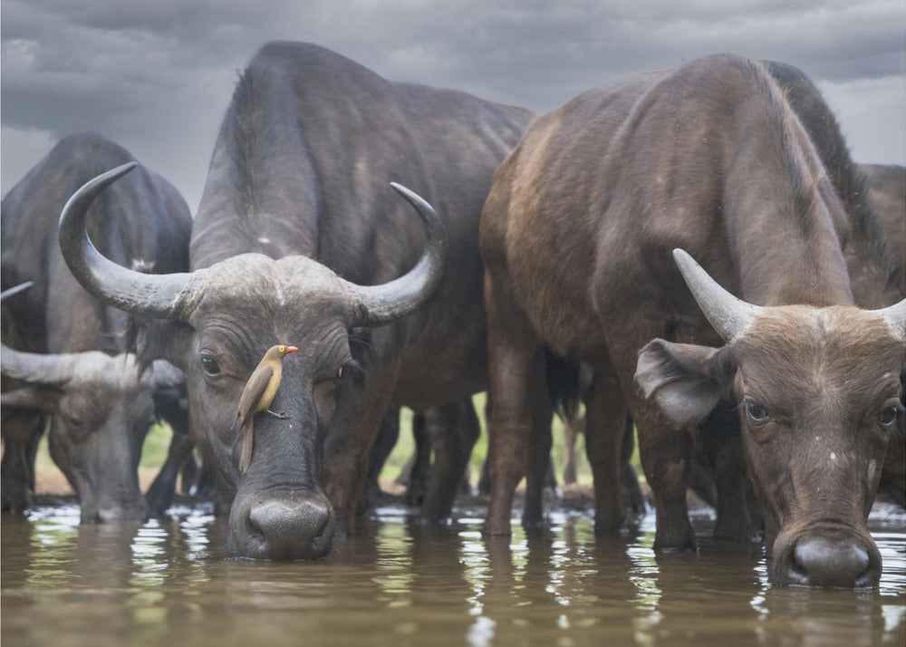 The Herd & the Oxpecker